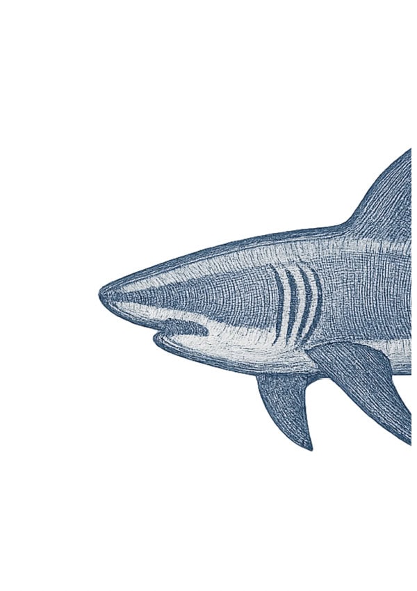 Wandbild zum Ausdrucken mit Vorderseite eines Haifischs in Blautönen