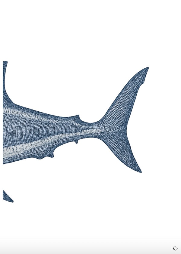 Wandbild zum Ausdrucken eines Haifischs in Blautönen