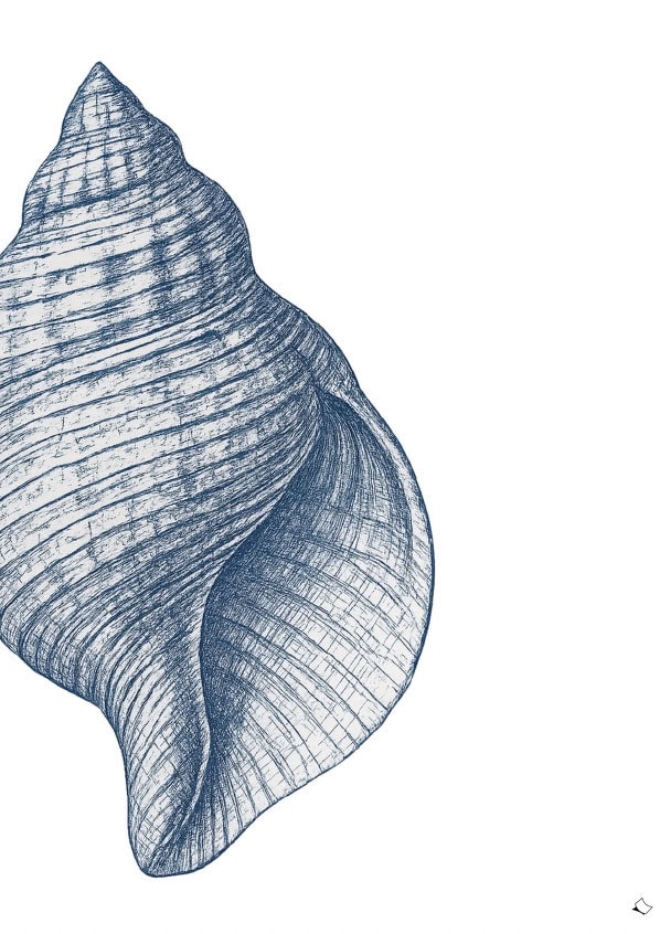 Schönes Wandbild mit gedrehter Muschel in Blau