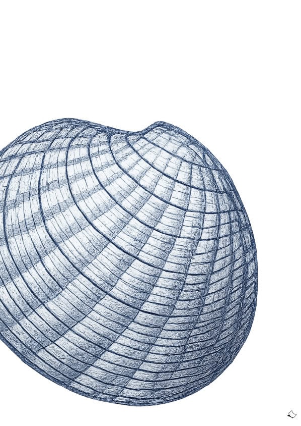 Schönes Wandbild mit Venusmuschel in Blau