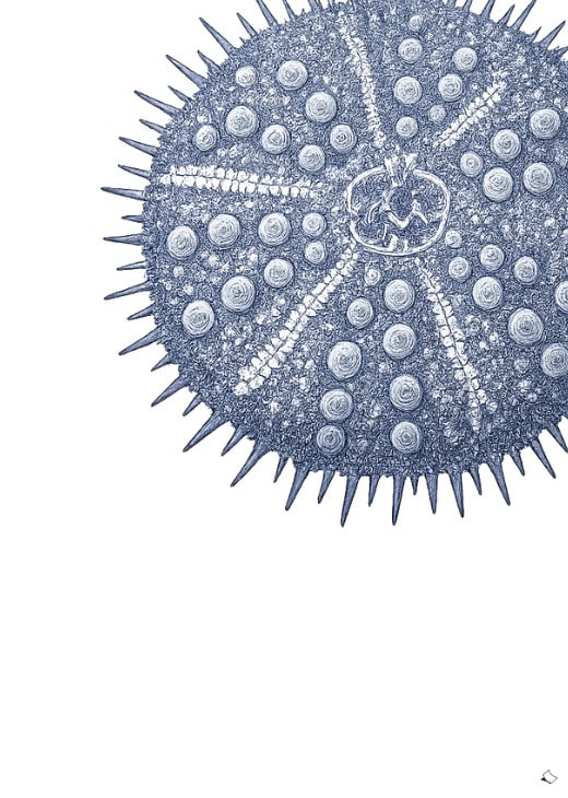 Seeigel Bild in Blau als gratis Wandbild zum Ausdrucken